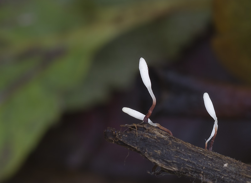 Typhula erythropus